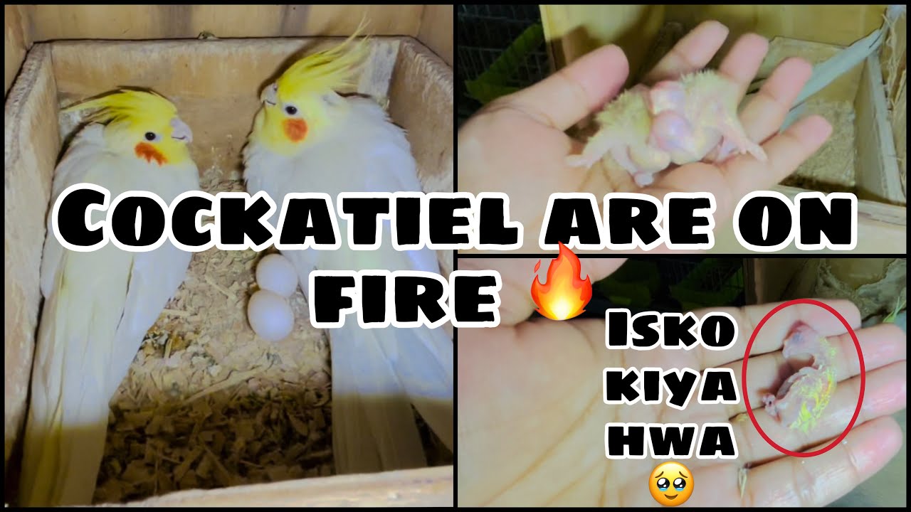 Cockatiel breeding progress ❤️ #alhamdulillah #cockatiel #chicks