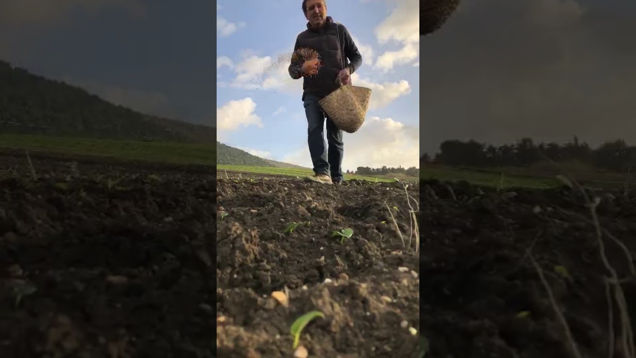semina grano senatore cappelli, fine 2019