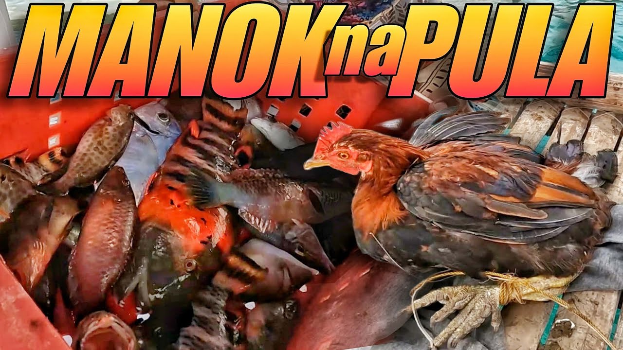 ANG MANOK NA PULA NI KUTS
