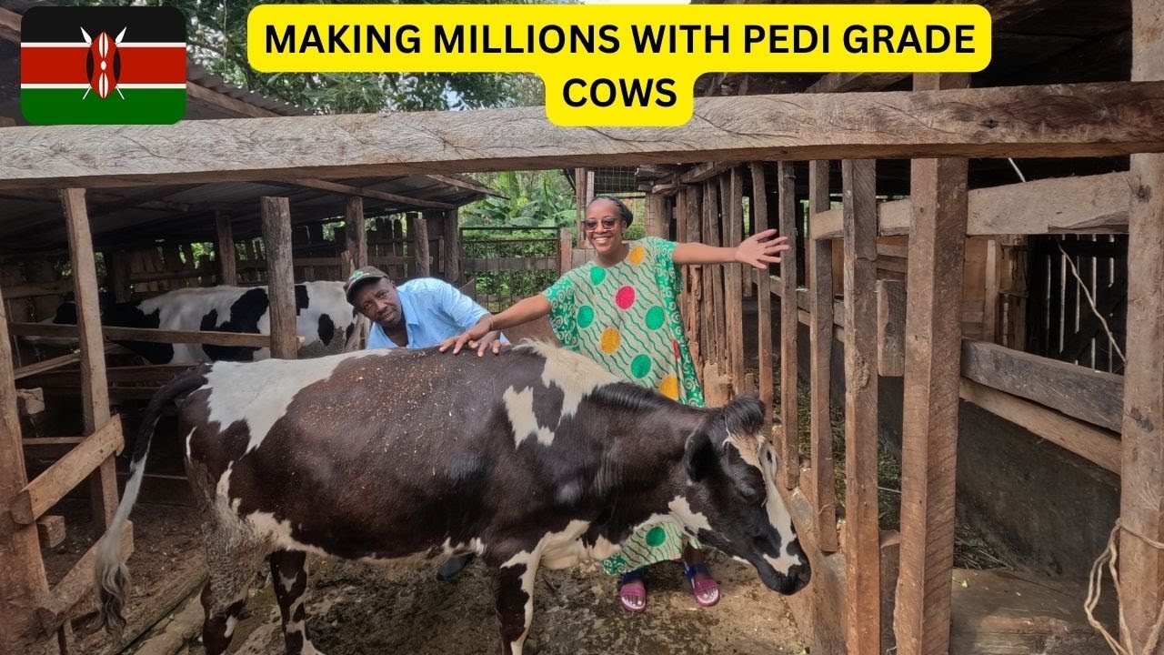 PRODUCTIVE DAY IN THE VILLAGE:DAIRY FARMING IN KENYA WITH TWO PEDI GRADE COWS.COUNTRY SIDE LIFE.