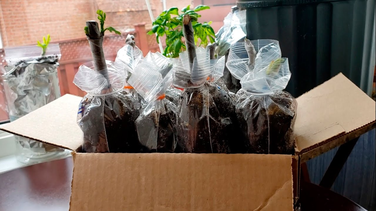 Fig Cuttings after rooting (Taking care of fig cuttings)