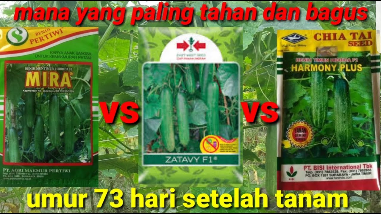 Ketahanan pohon timun mira vs zatavy vs harmony