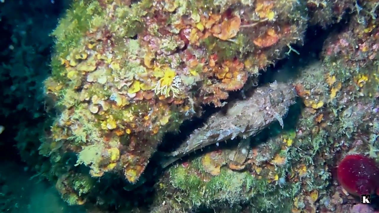 Immersione del 20/08/2025 al Diving Marco Polo in Croazia.