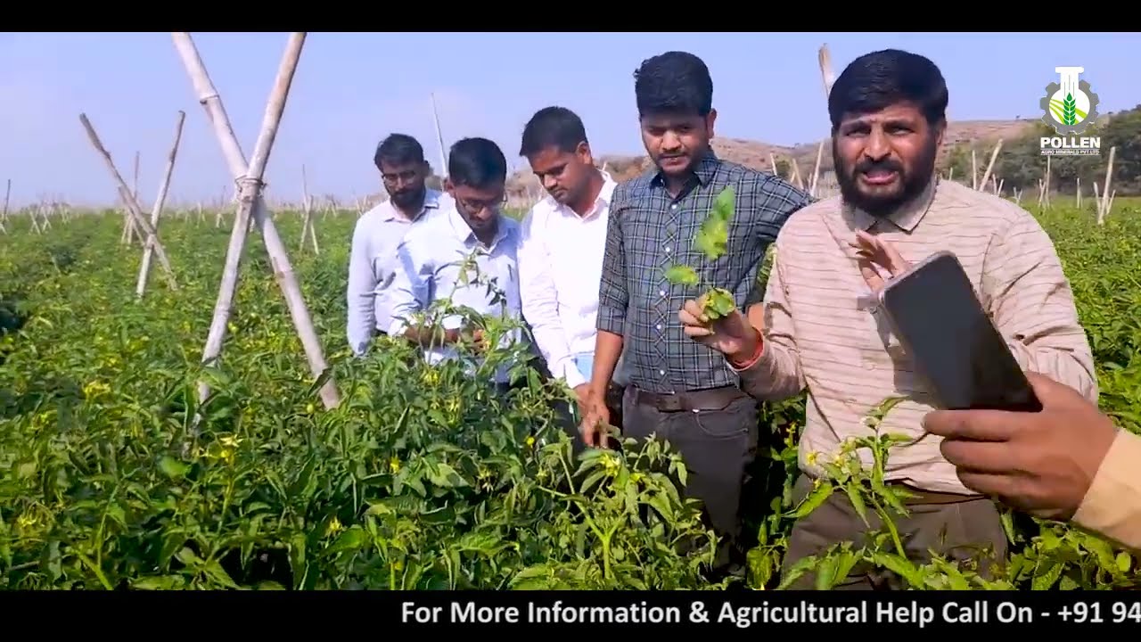 टमाटर खेती । व्हेजिटेबल्स में फंगल डिसीज कब आते हैं । Pollen Kisan