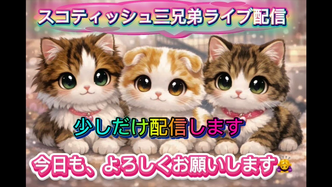 スコティッシュ三兄弟 No.212 少しだけ配信します。よろしくお願いします🙇‍♀️