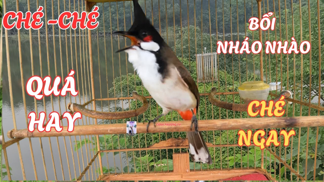 Chào Mào Kích Bổi Lên Lửa!.. Luyện Chào Mào Hót Đấu - Chào Mào Kích Trống Hót Căng Lửa. chào mào đấu