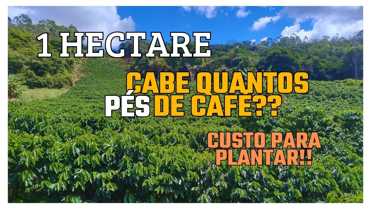 UM Hectare cabe Quantos P&eacute;s de Caf&eacute;? Qual o Custo para Plantar?