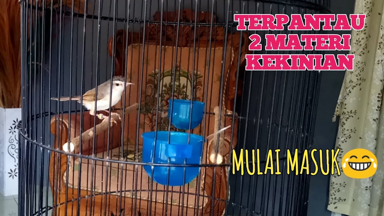 TERBUKTI MEMASTERI ANAKAN CIBLEK SAWAH DENGAN BURUNG GACORAN LANGSUNG MUDAH MASUK MATERINYA