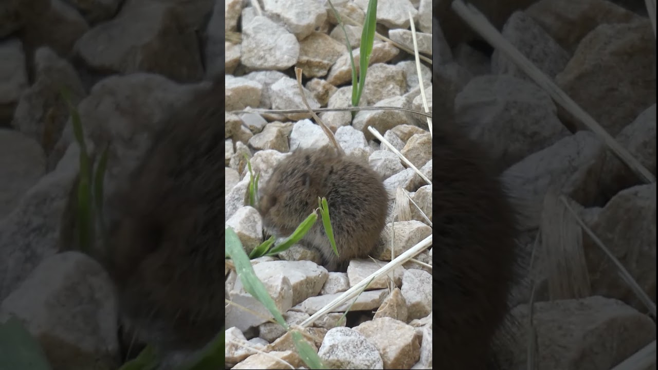 FIELD VOLE MOUSE (Microtus agrestis)