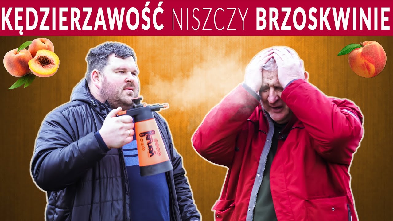 Jak zwalczać groźną chorobę - kędzierzawość liści brzoskwini