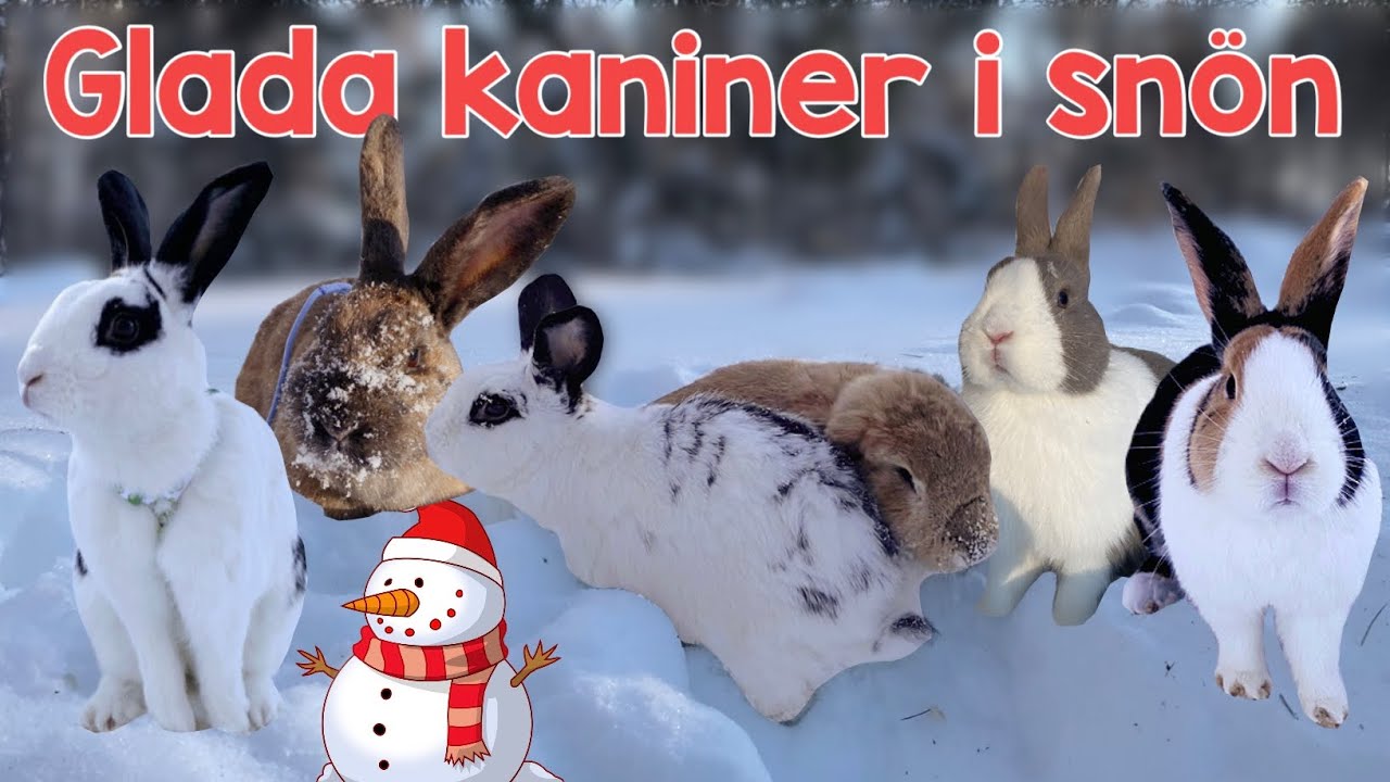 KANINERNA &Auml;R UTE OCH BUSAR I SN&Ouml;N