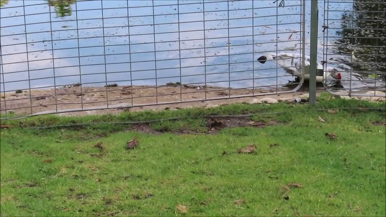 muscovie ducks