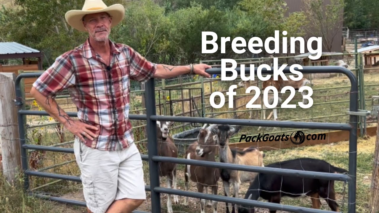 Meet The Breeding Bucks of 2023
