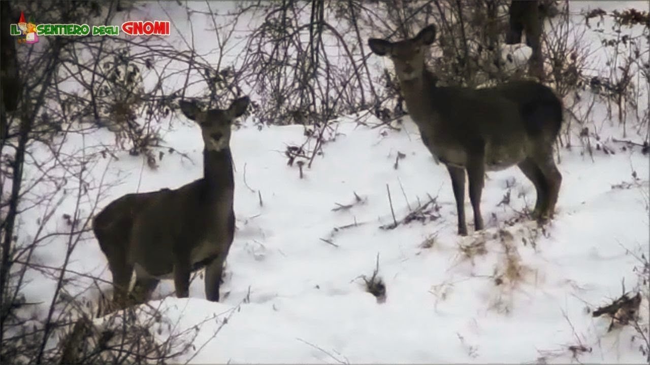 La Magia del Sentiero degli Gnomi con la neve... con SORPRESA finale!