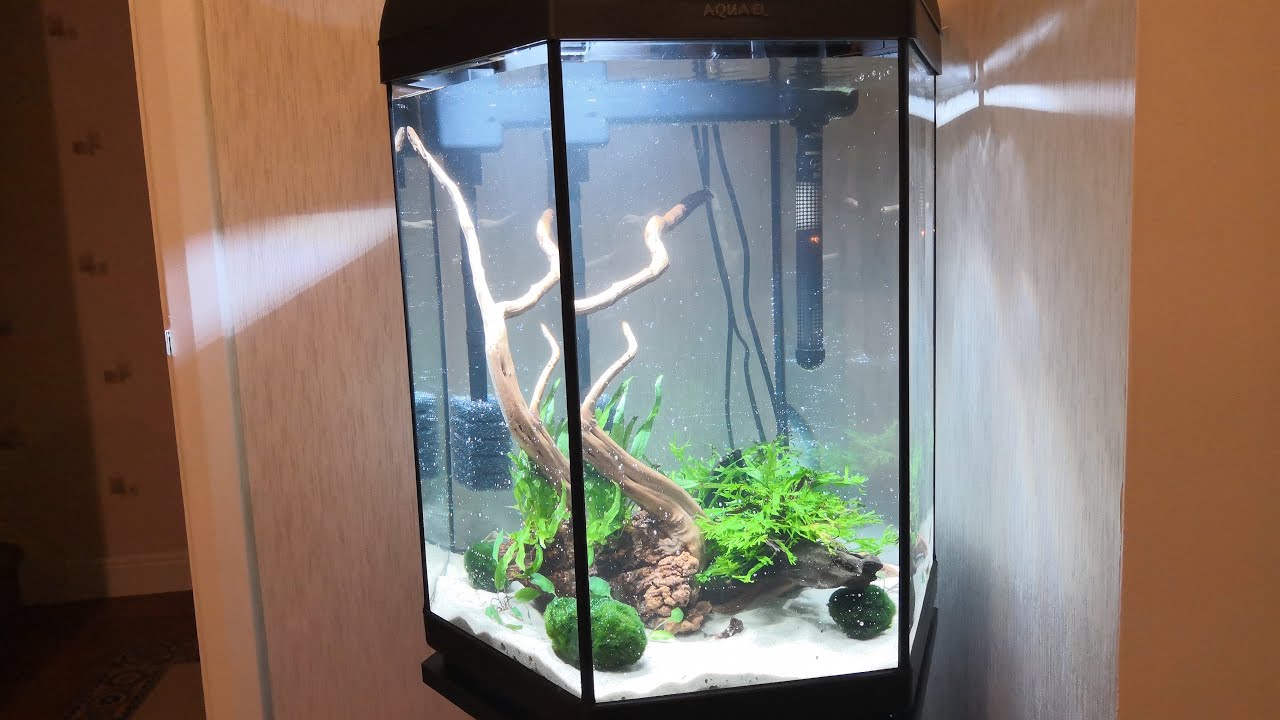 Aquascaping a Planted 80 Litre Hexagonal Tank (Suprise Ending!)