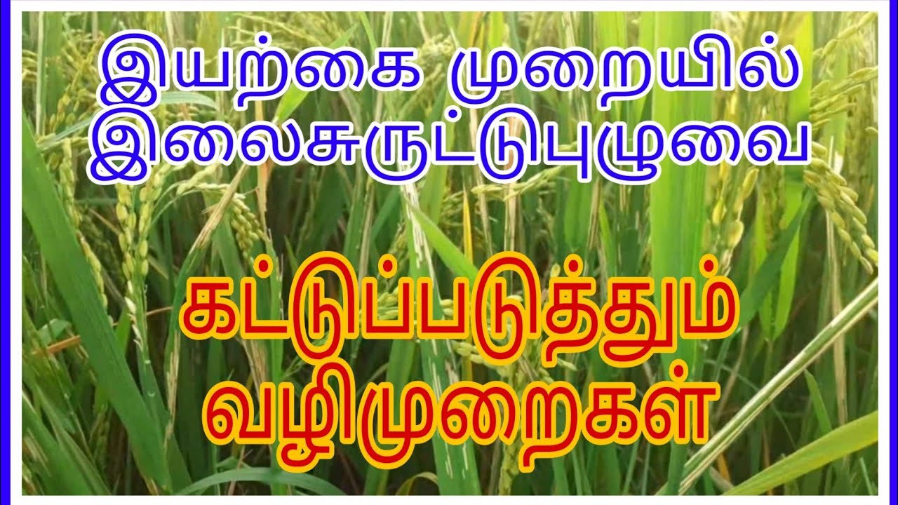 இயற்கை முறையில் இலைசுருட்டு புழுவை கட்டுப்படுத்தும் வழிமுறைகள்
