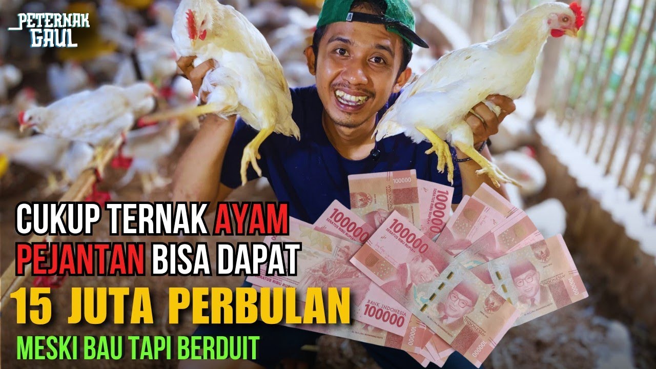 Bisa Jadi Jutawan, Inilah Analisa Keuntungan Budidaya Ayam Pejantan