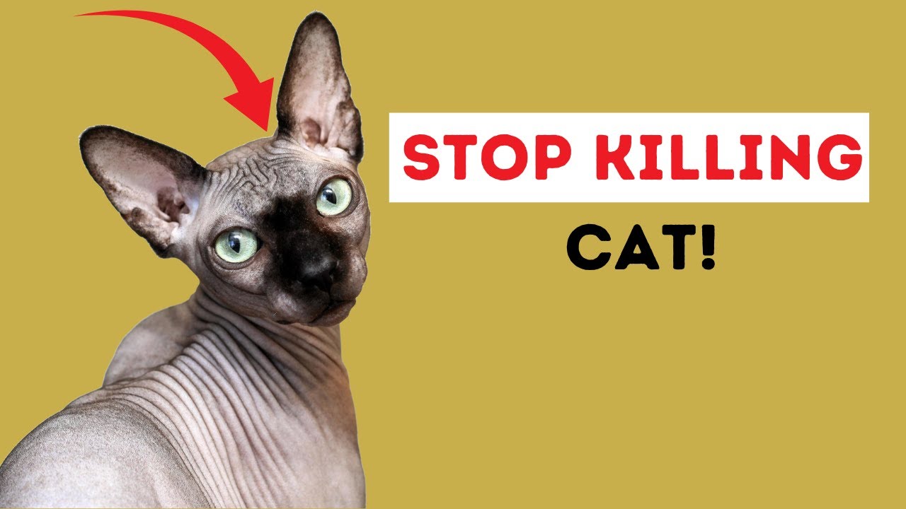 How to Make Your Cat Live Longer 🐱 | Proven Tips for a Healthier, Happier Cat