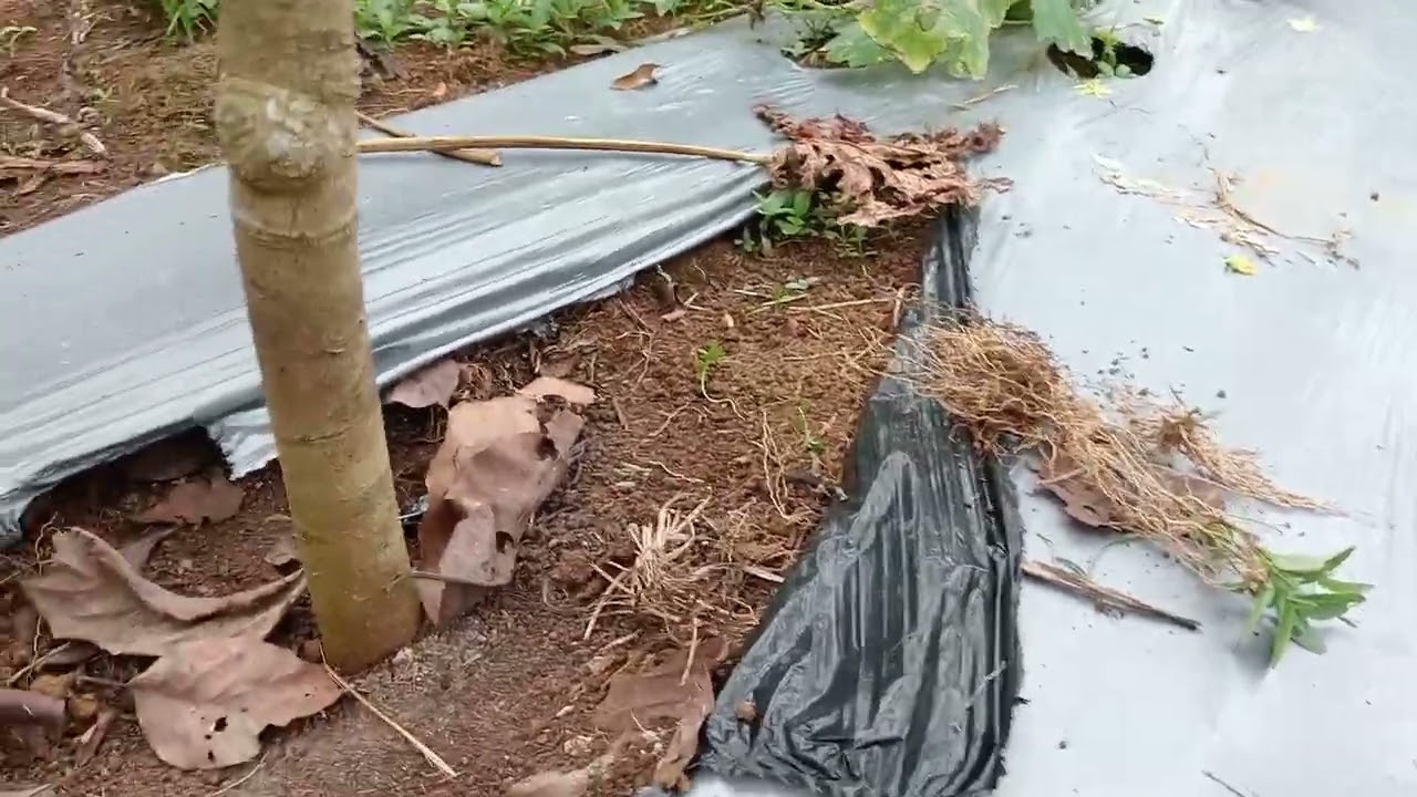 🔴 pelebaran busut yang tertunda 