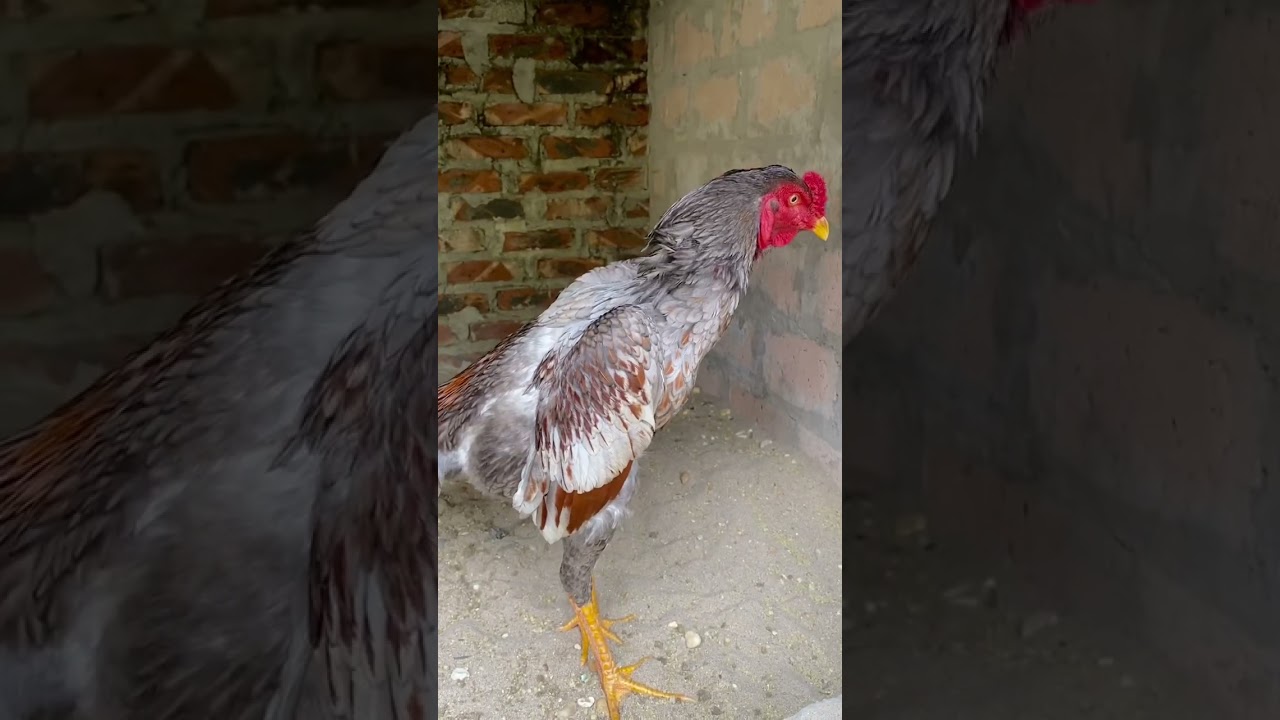 Kinh nghiệm chọn gà qua từng bộ phận