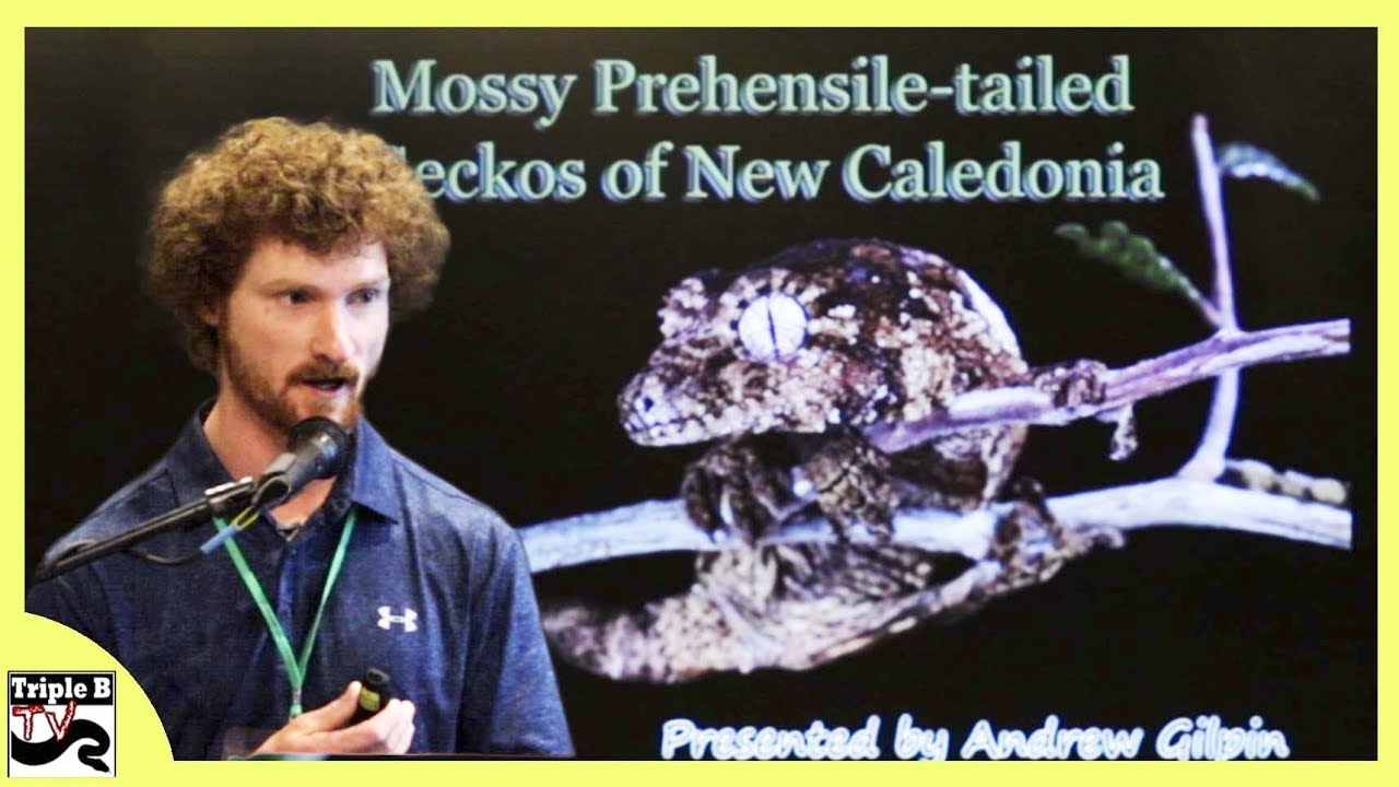 Chahoua Geckos with Andrew Gilpin - Triple B TV Ep.182