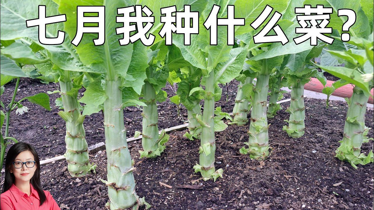 我種的全是懶人菜! 簡單, 省事, 高產! Easy-to-grow vegetables for July