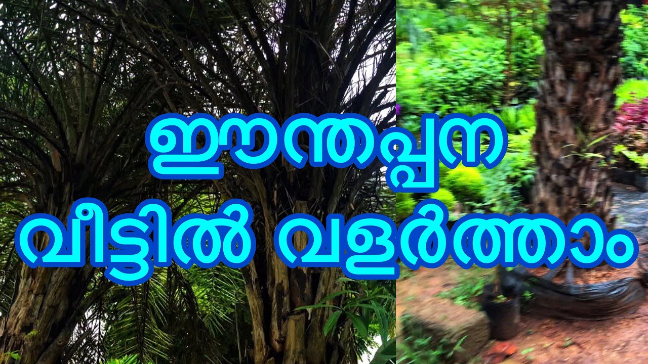 Mannuthy Mukkattukara Plants nursery|Ayyappa Agri Farm|All your Garden needs