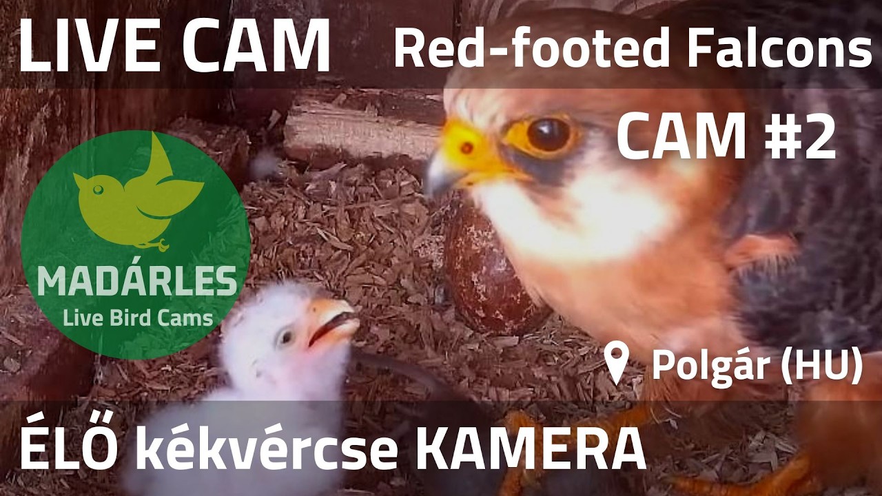 LIVE Western Jackdaw Nest Cam (Polg&aacute;r, Hungary)