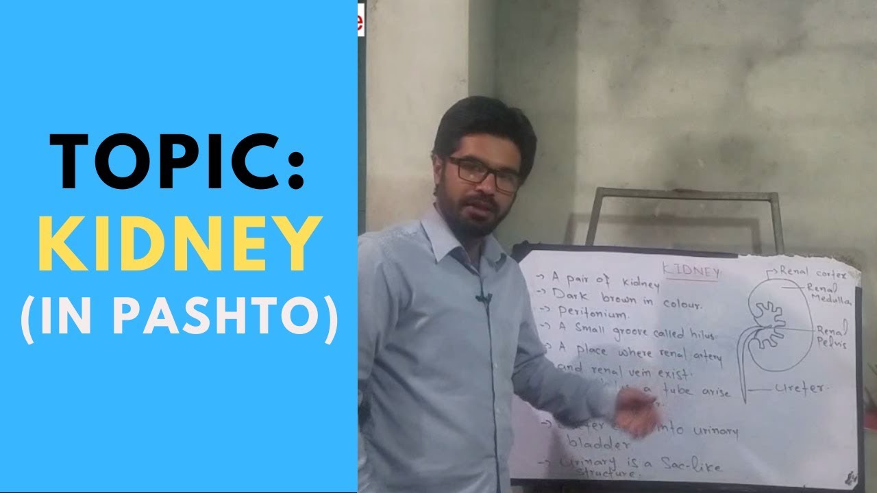 KIDNEY || KIDNEY IN PASHTO || LECTURES OF BIOLOGY IN PASHTO