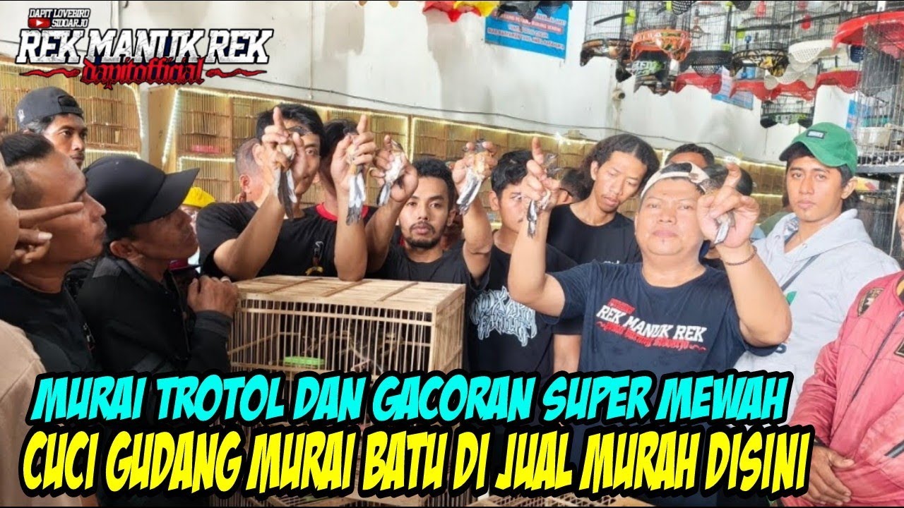 CUCI GUDANG MURAI BATU DI JUAL MURAH DISINI !!! MURAI TROTOL DAN GACORAN SUPER MEWAH 