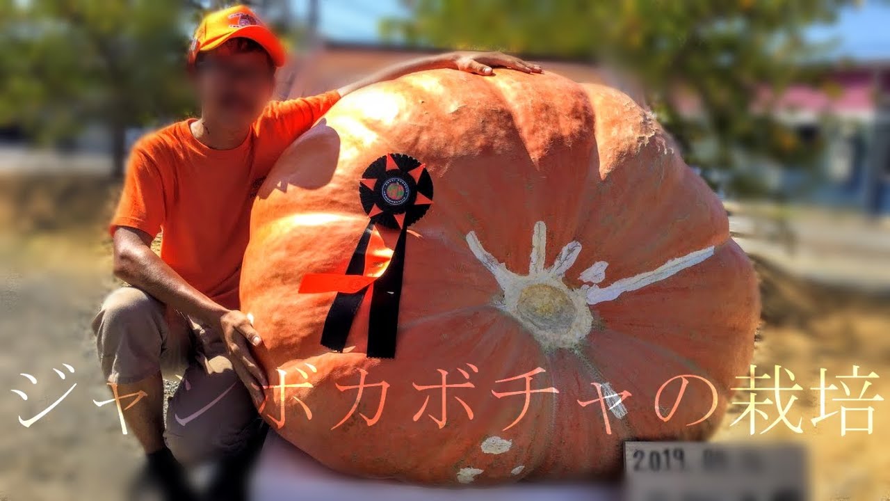 ジャンボカボチャの栽培　(総集編)