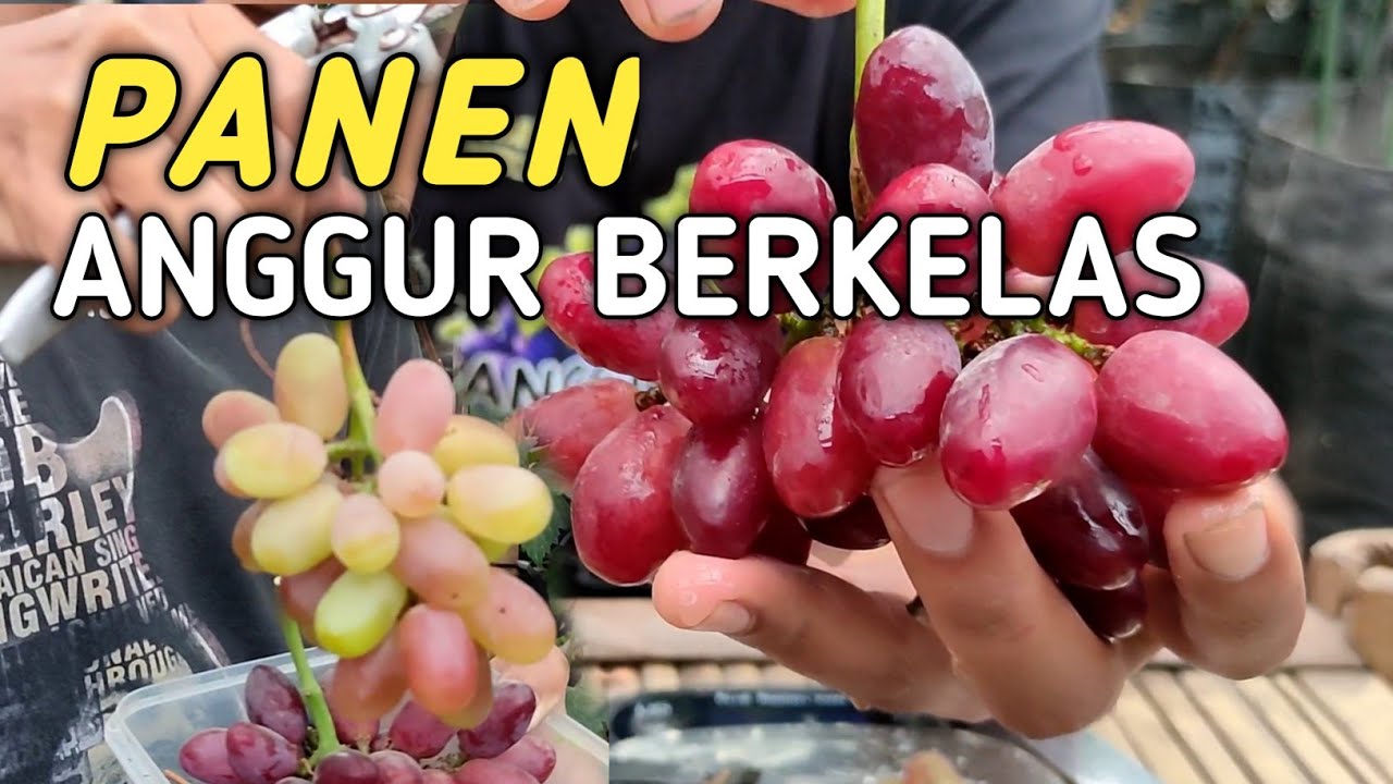 REVIEW ANGGUR SAMAKHANQUEEN TALDUN RIZAMAT TERNYATA SEENAK INI ‼️