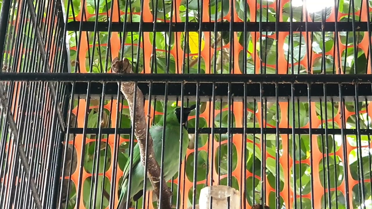 CUCAk HIJAU DI PAGI HARI dengan Suara yang Merdu.