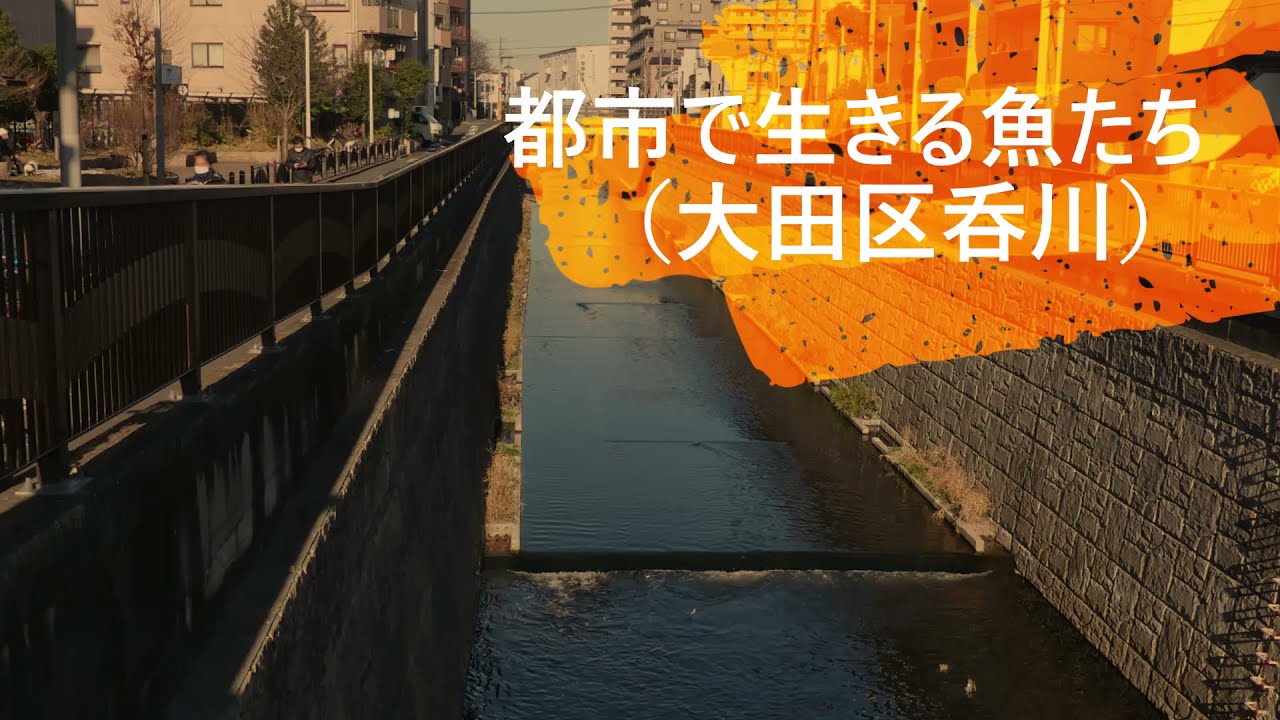都会に住む魚（大田区呑川の自然河床区域）220108