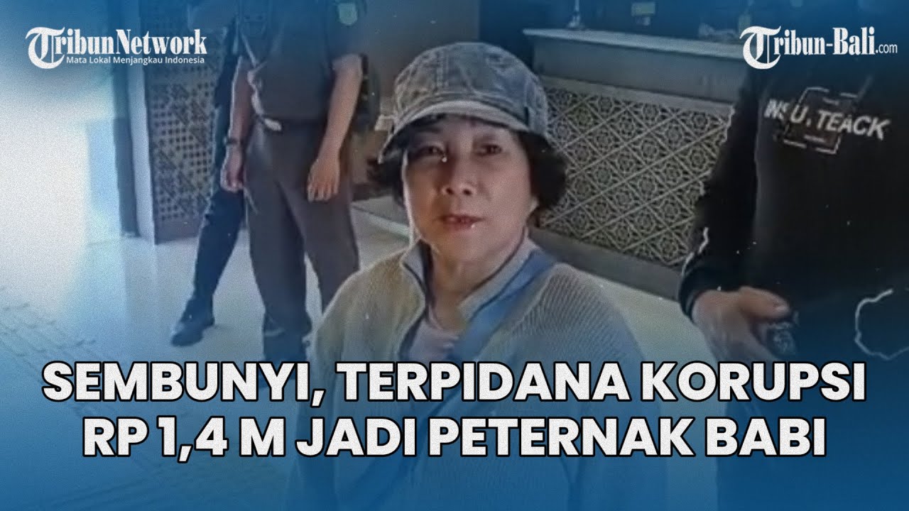 Sembunyi di Bali, Terpidana Korupsi Rp 1,4 M, Mila Indriani Pilih Jadi Peternak Babi di Bangli