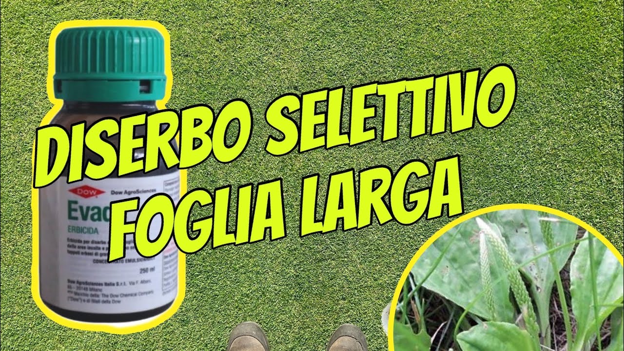 Diserbo selettivo foglia larga nel prato ,come si fa ?