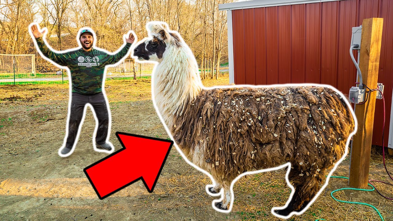 I Bought a GIANT LLAMA for My Backyard Farm!!! (Bad Idea)