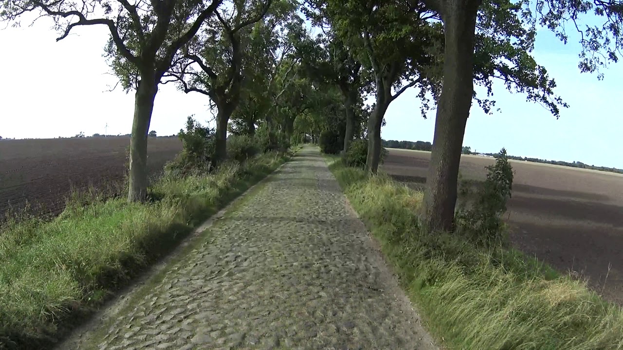 Baumallee auf R&uuml;gen