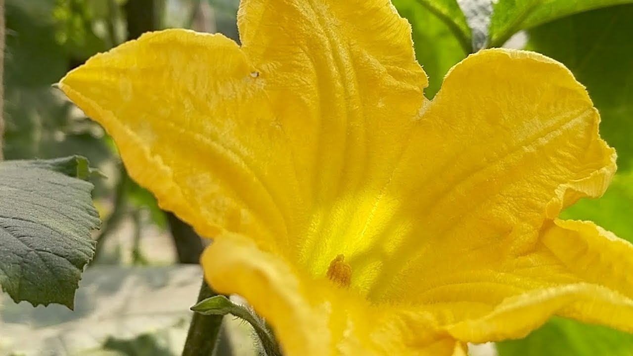 শীতের দুপুরে সবাই মিলে টাটকা সবজি তুলে মজাদার সবজি খিচুড়ির আয়োজন#Dream bird Tashrif 