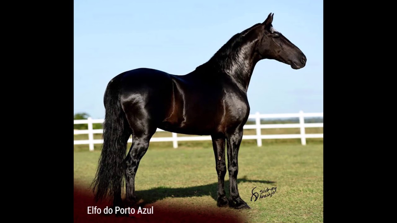 GRUPO MERCADO RURAL MM - Haras Ecoo Brasil