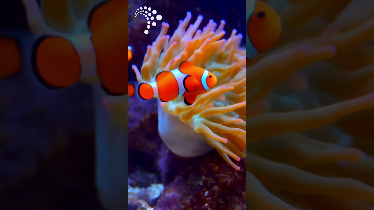 🐠 Thinking about adding a pair of Clownfish to your tank?
