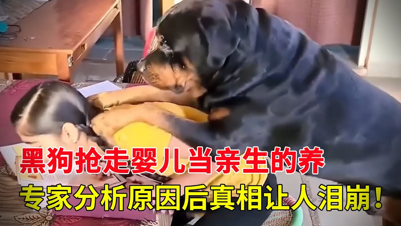黑狗搶走嬰兒不肯還給親生父母，主人無奈請來專家分析原因，得知真相讓人淚崩！