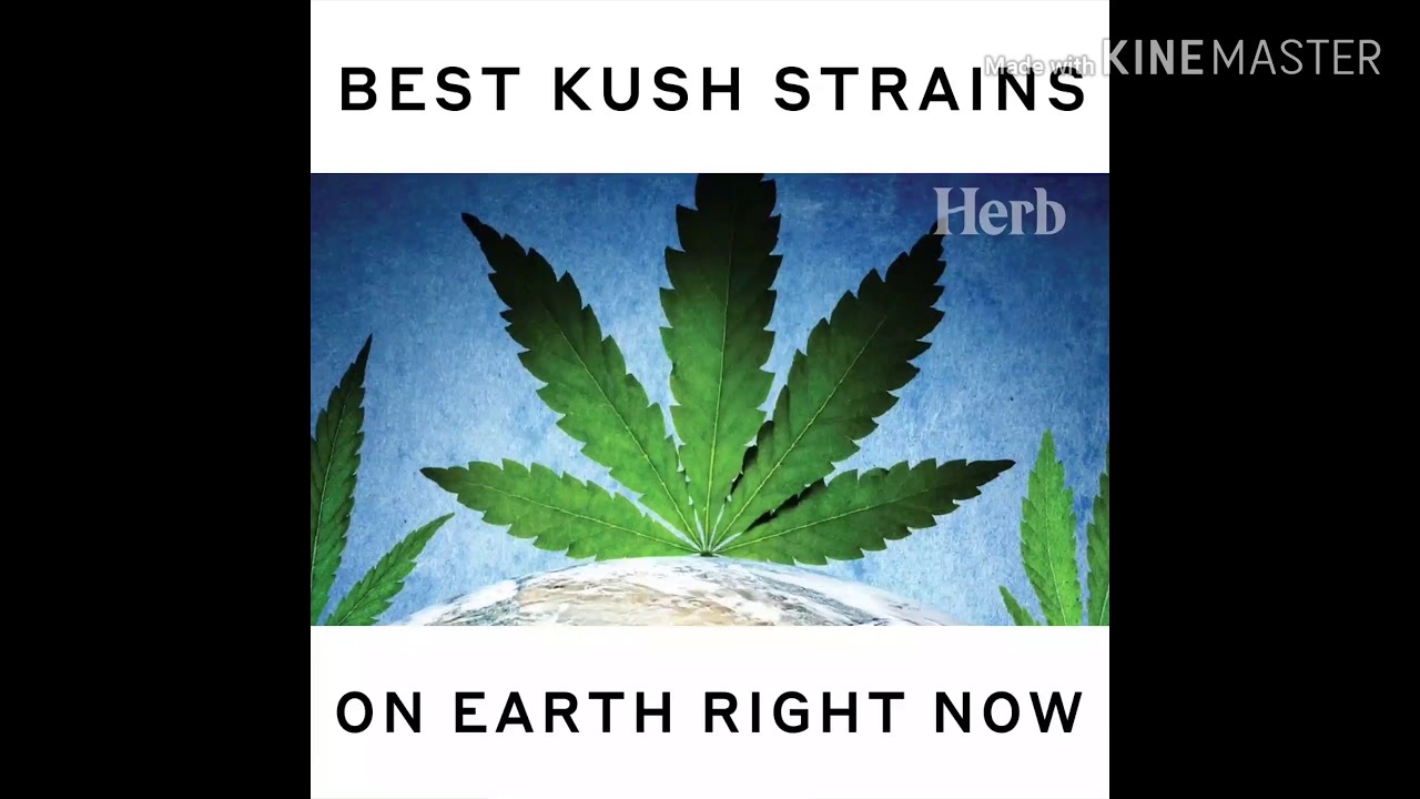Best kush strain on earth#kush