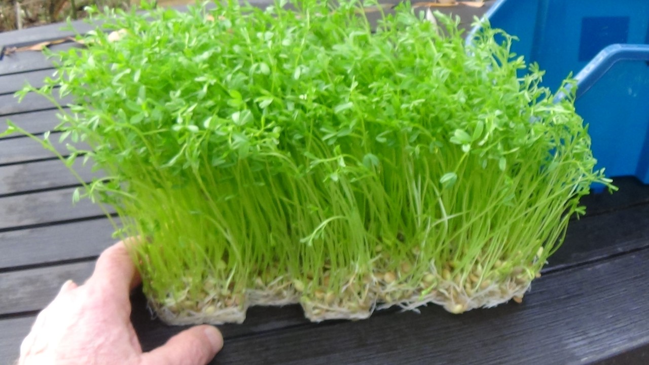 Feed Your Quail And Chickens Greens Every Day Winter And Summer!