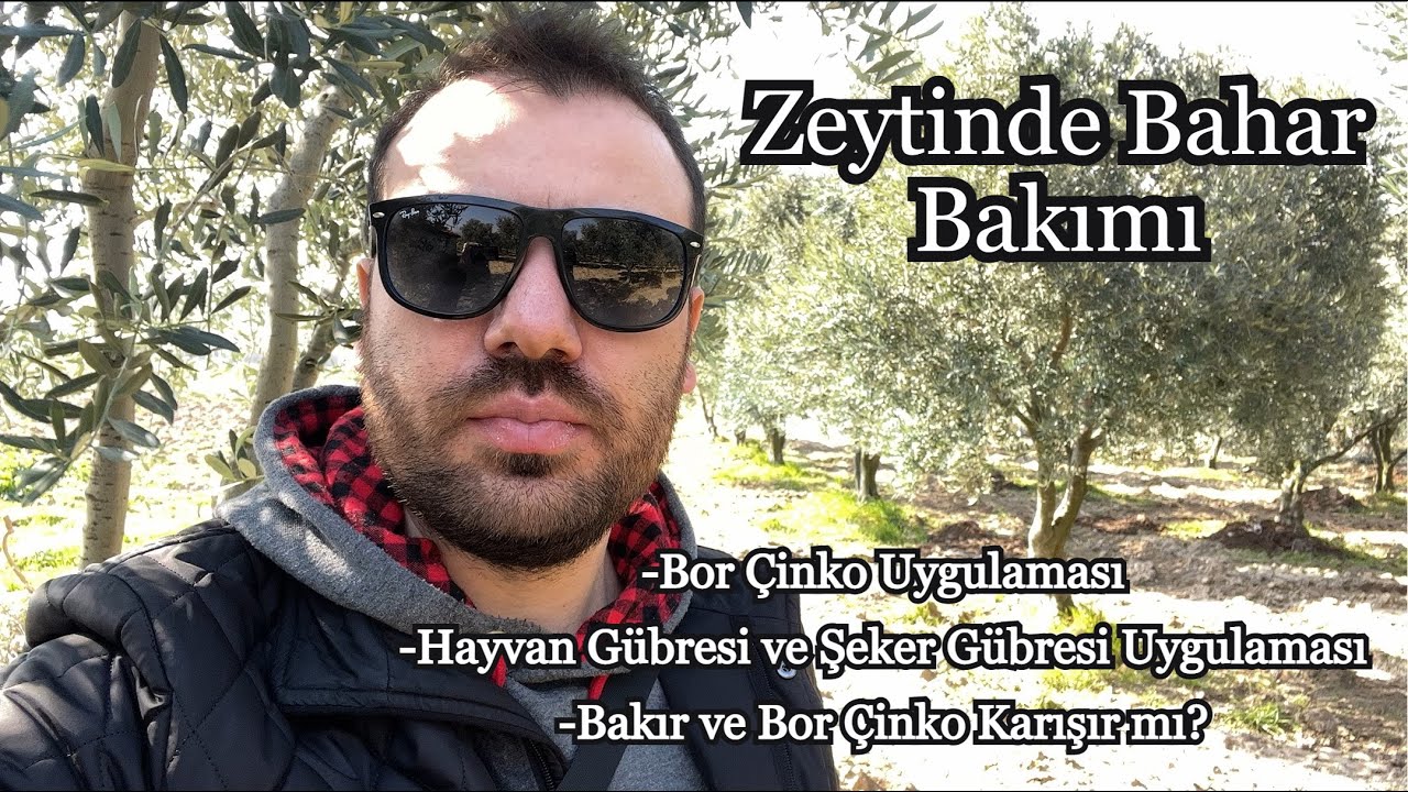 Zeytinde Bahar Bakım Uygulamaları. Bor, Çinko, Azot, Hayvan Gübresi. Bakır ve Bor Çinko Karışır mı?