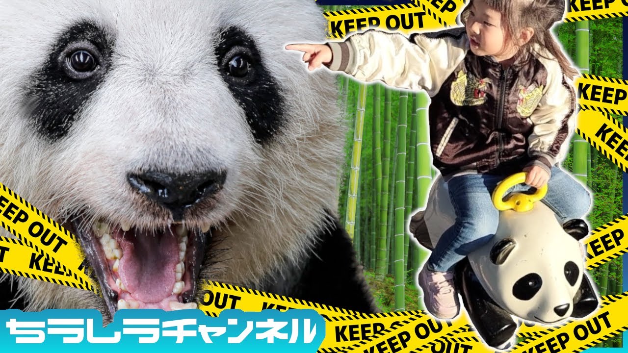 上野動物園でパンダを探せ！🐼動物園の指名手配！？🔍 | Zoo Panda Hunt Adventure