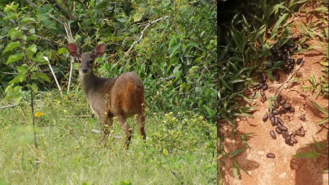 Veado Catingueiro na Área das Capivaras