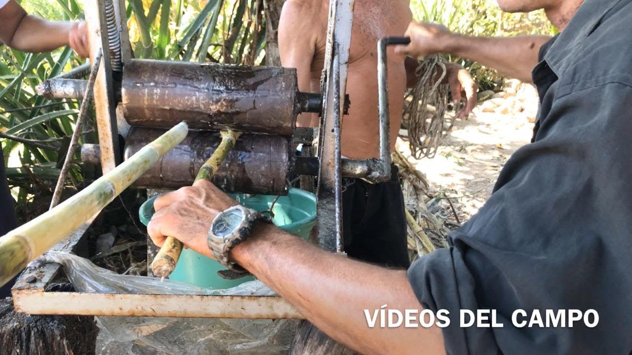 Sacando jugo de caña 🎋🎋 con trapiche manual.