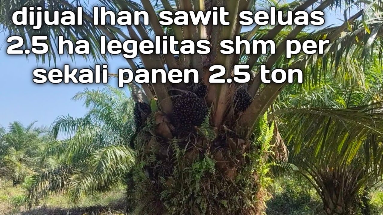 Dijual kebun sawit seluas 2.5 ha lokasi desa olak2