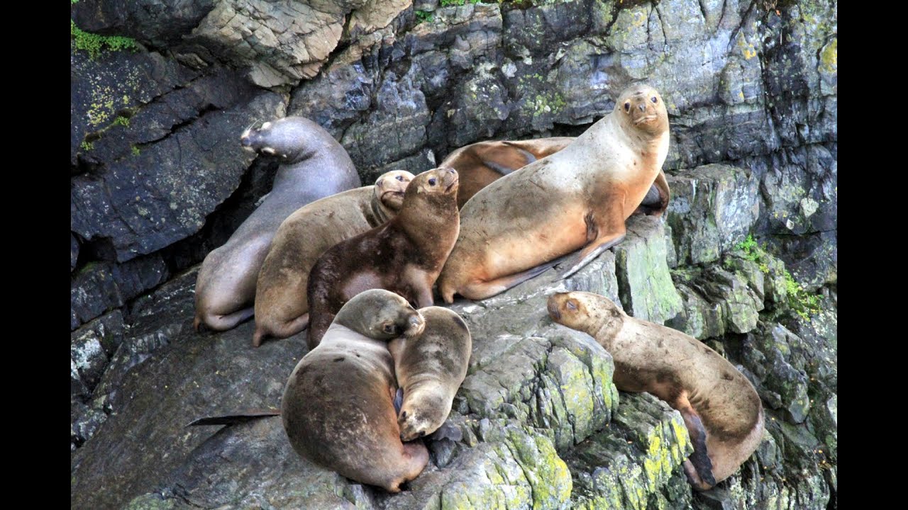 Fjord de Ultima Esperanza, Patagonia, Chile
